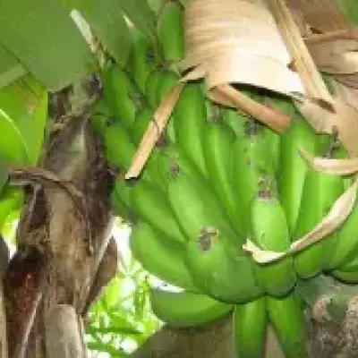 Ndizi Bukoba (Mkungu)